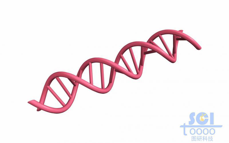 带碱基对的DNA双螺旋链