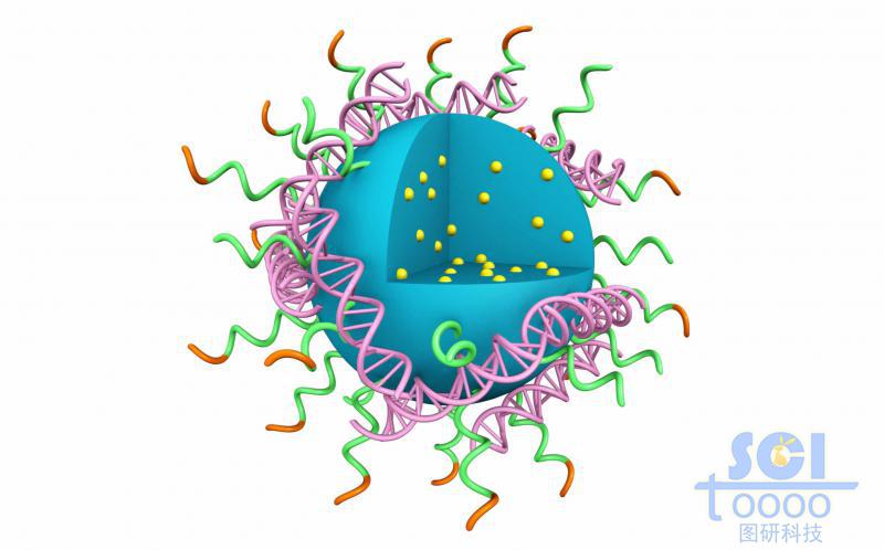 高分子链段团聚形成实心纳米球表弥漫吸附DNA结构