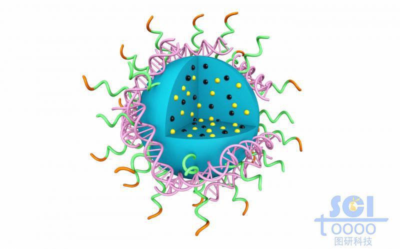 高分子链段团聚形成实心纳米球表弥漫吸附DNA结构