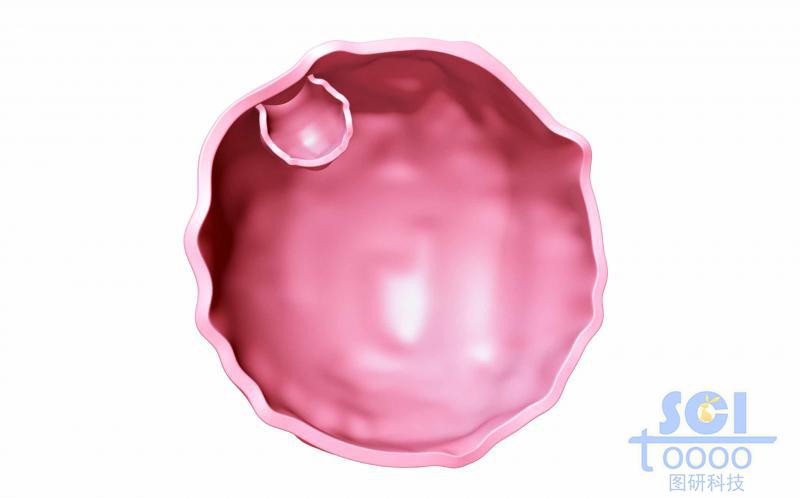 带内吞口的半切面的细胞膜