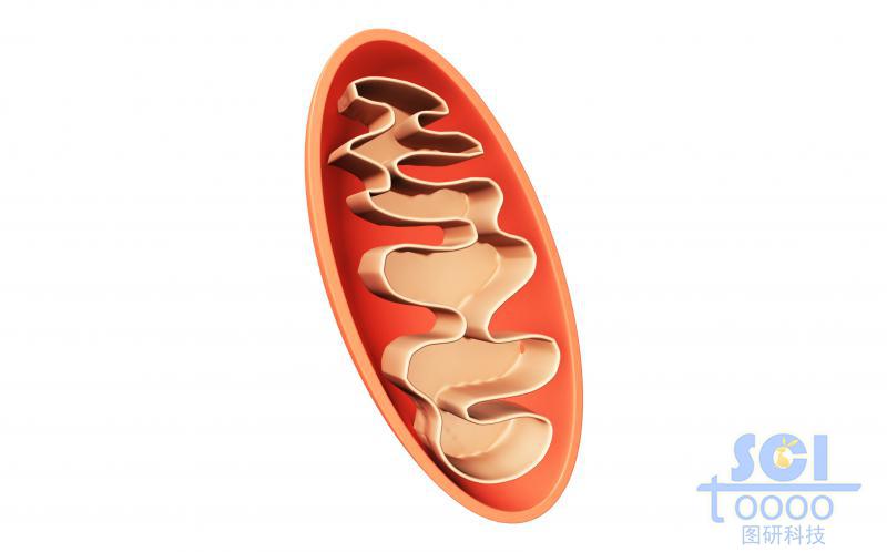 半切面线粒体结构