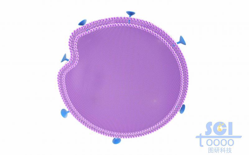 表面带受体的磷脂双分子层的细胞膜