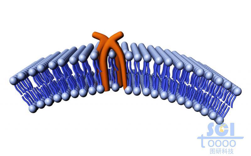 带通道蛋白的磷脂双分子层