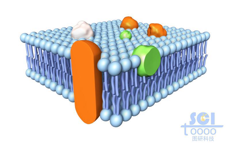 带跨膜蛋白的磷脂双分子层/细胞膜