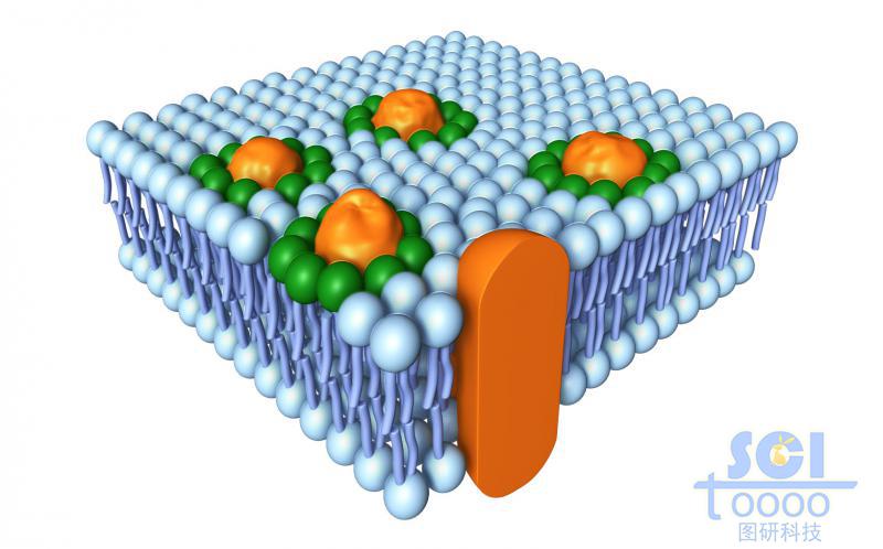 带跨膜蛋白的磷脂双分子层/细胞膜