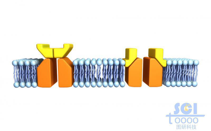带通道蛋白的磷脂双分子层