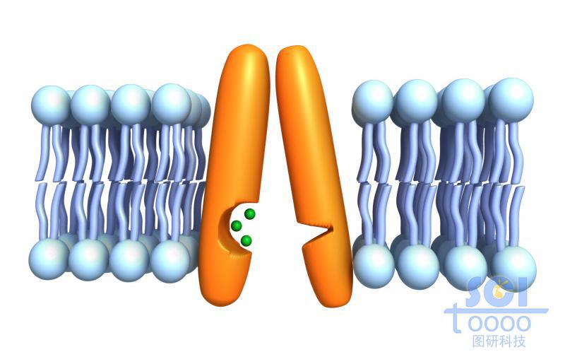 带通道蛋白的磷脂双分子层
