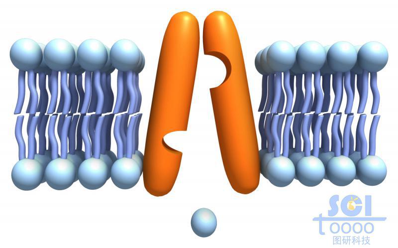 带通道蛋白的磷脂双分子层