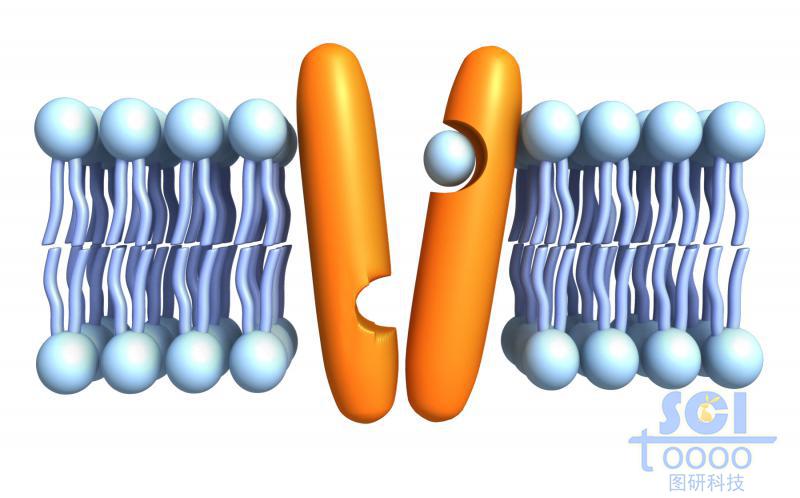 带通道蛋白的磷脂双分子层