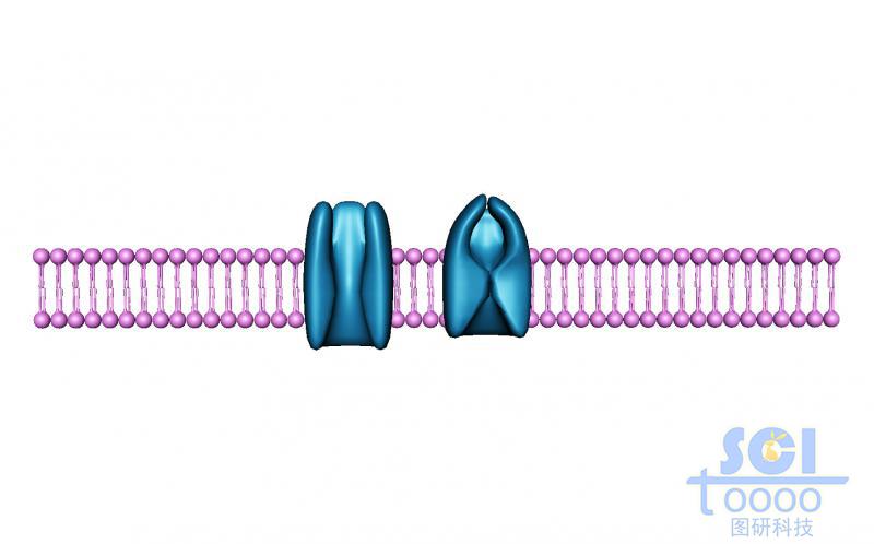 带通道蛋白的磷脂双分子层