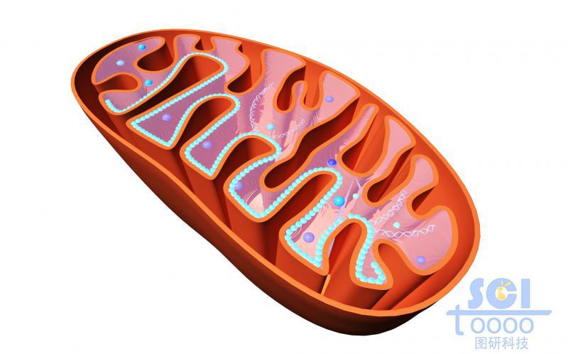 半切面线粒体结构