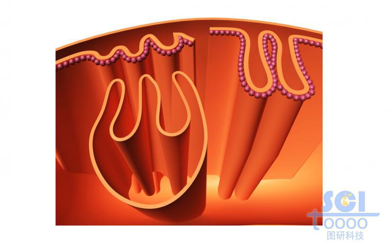 线粒体内部/局部褶皱结构