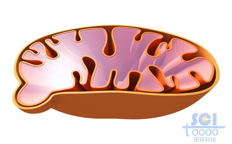 半切面线粒体结构