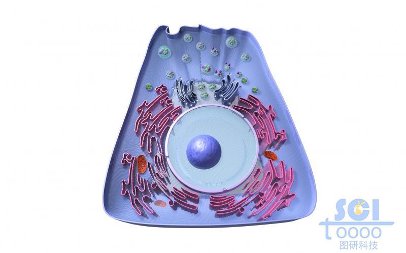 带完整细胞器/高尔基体细胞核线粒体的细胞