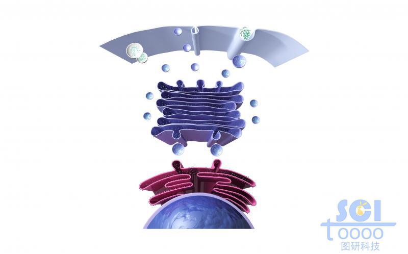 细胞膜内质网高尔基体