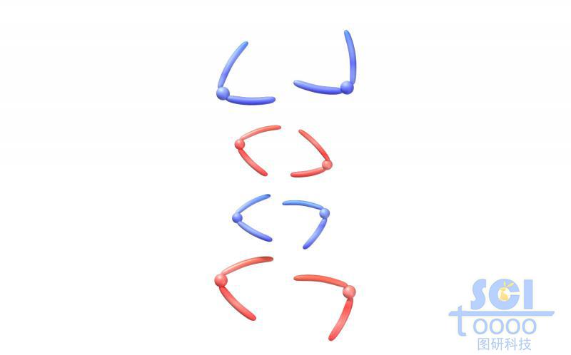 染色体结构