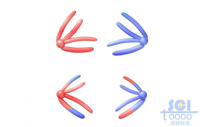 染色体结构