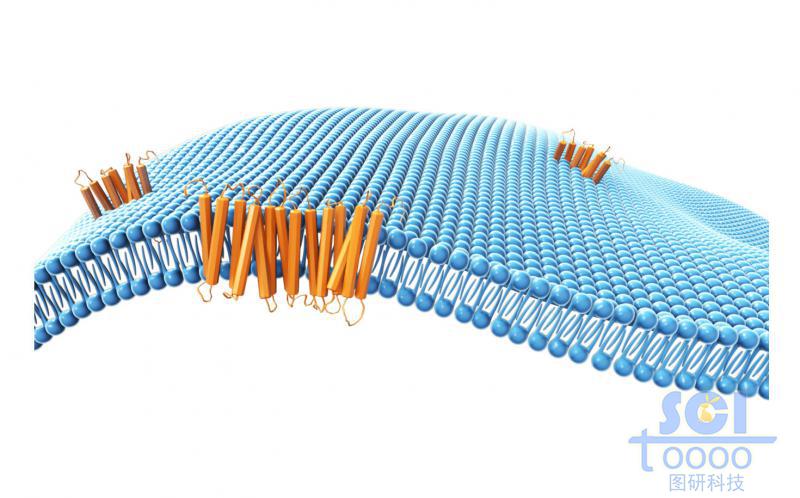 带跨膜蛋白的磷脂双分子层/细胞膜