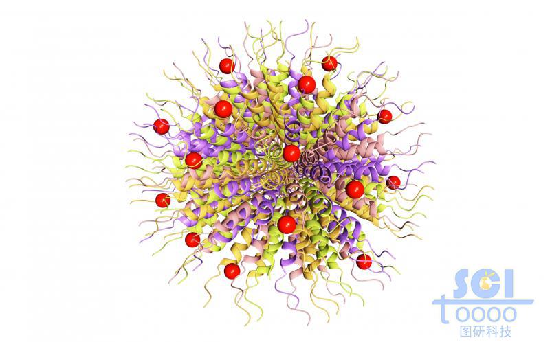 蛋白质堆积形成的纳米球外层镶嵌小分子基团