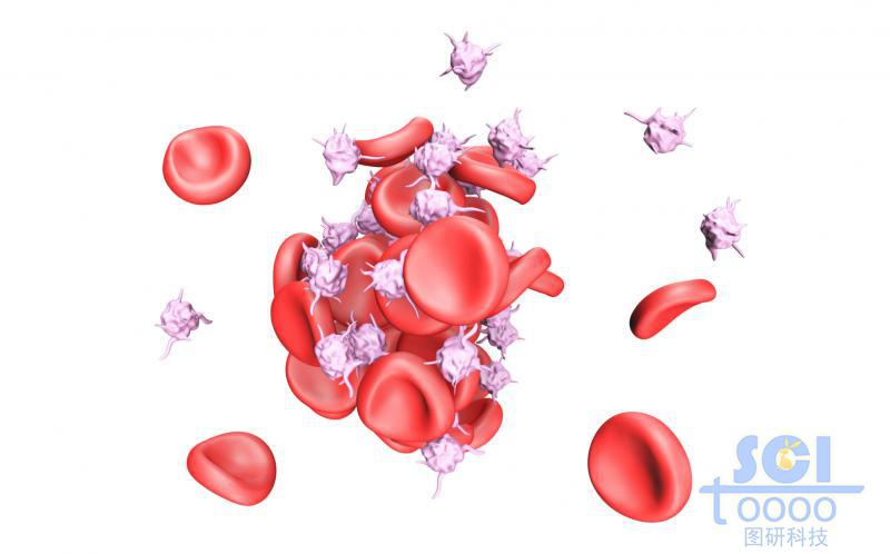 活化的血小板与粘附的血红细胞