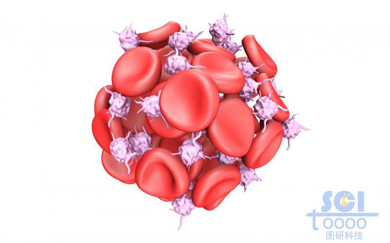 活化的血小板将红细胞粘附成团