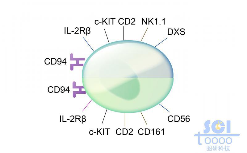 单体细胞/不成熟杀伤性NK细胞