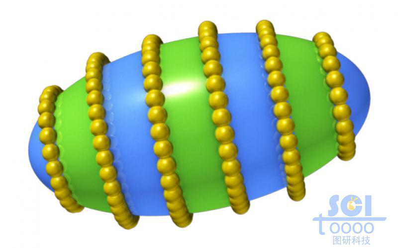 两种高分子结构形成的橄榄球状聚合物周围呈现小球堆积状