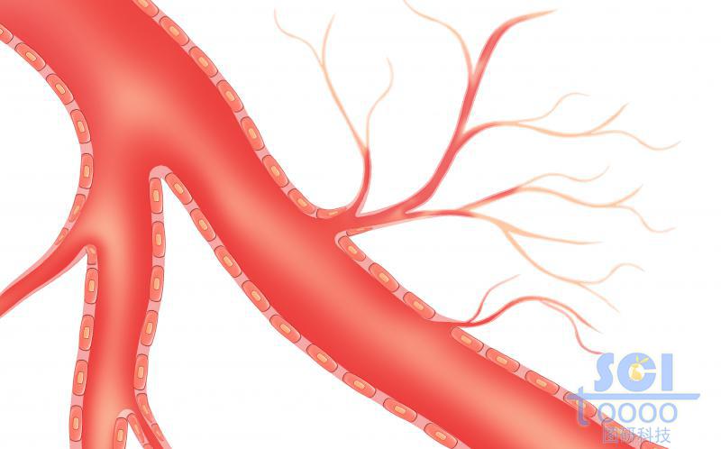 毛细血管分布图片