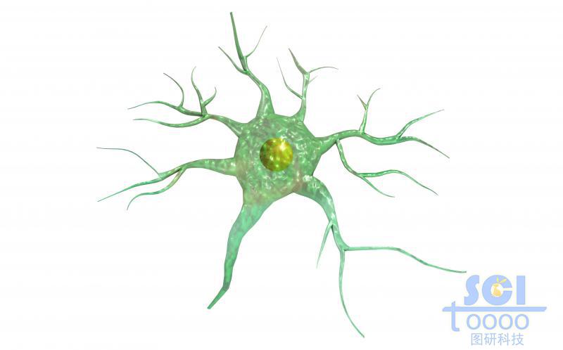 神经元细胞单体
