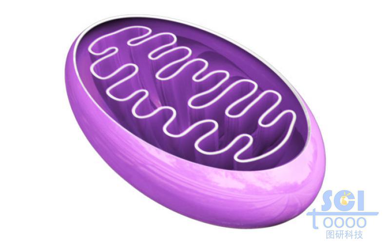 半切面的线粒体结构