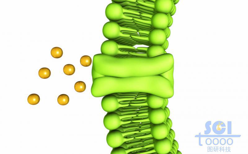 通道闭合的磷脂双分子结构