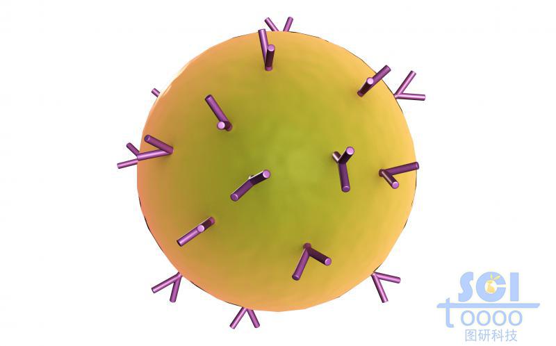 表面带抗体的细胞